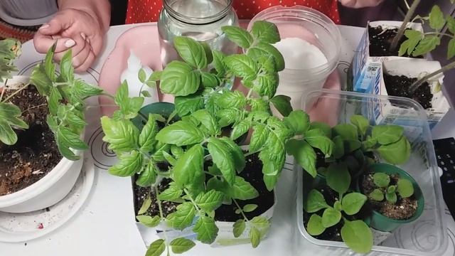 Отличная подкормка для рассады и комнатных цветов из сахара и перекиси водорода смотреть онлайн