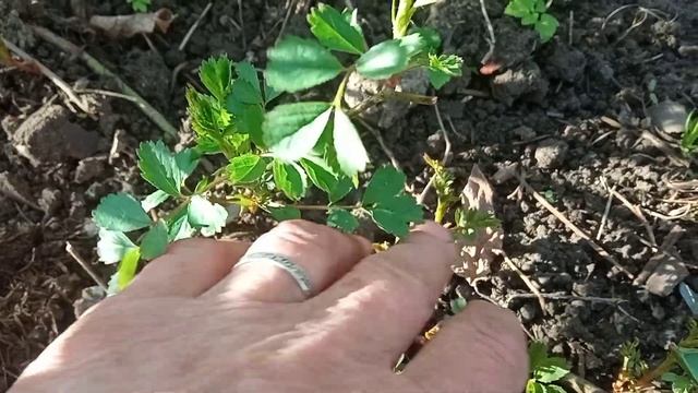 Мелко цветковая роза полиантовая Ангельская роза смотреть онлайн