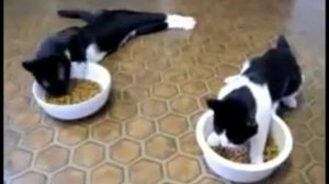 пьяные коты