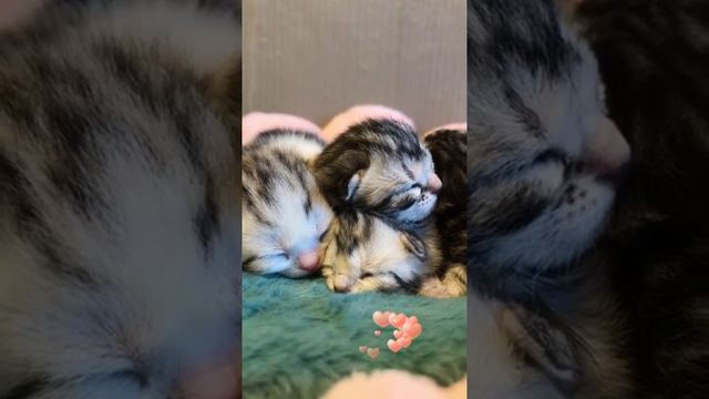 My Little Pet Funny & Cute Doing #cute dog #cute pet Epic#0088 смотреть онлайн