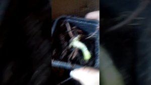 питомник Ягодное подворье получили посылку смотрите все!!! чтобы не сделать ошибки как я