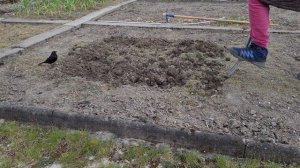 Дрозд помогает копать огород. Дрозд помощник. Дрозд на дачном участке охотится на личинок и червей.