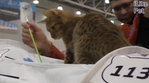 4 совета, как правильно мыть кошку