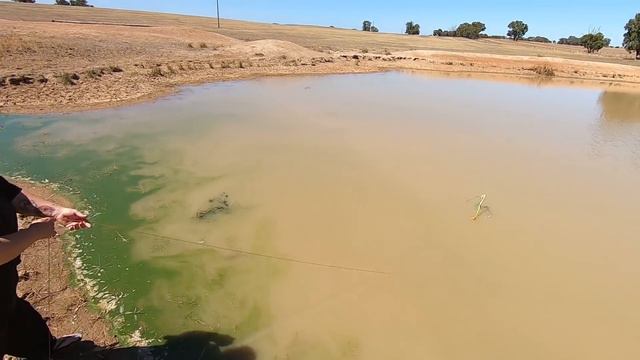 Yabbying with cows fry смотреть онлайн