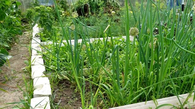 1 Ложку на ведро воды и земля как новая, пролейте этим землю для обильного урожая всего! смотреть онлайн