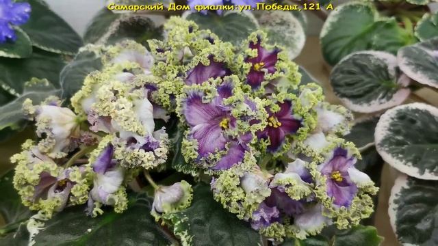 ВЫСТАВКА ФИАЛОК,8-13 сентября,Самарский дом фиалки,ул.Победы,121 А.
