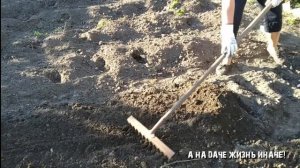 Сеем сидераты после картофеля