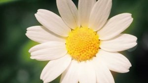 Ромашка белая, лепесточки нежные, слова Митрополита Владимира (Сабодана)