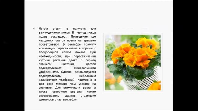 ПРИМУЛА КОМНАТНАЯ смотреть онлайн