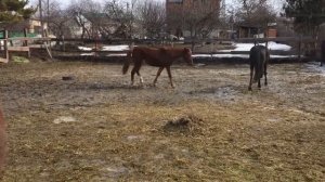 Лошади гуляют, валяются, жуют сено, выясняют отношения пока мы чистим манеж