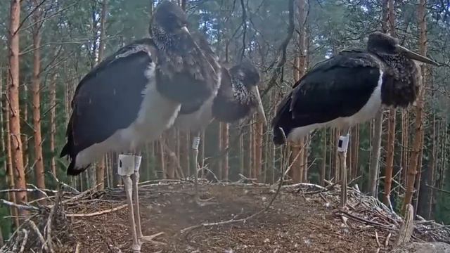 Черный аист . Сильный ветер.The north wind смотреть онлайн