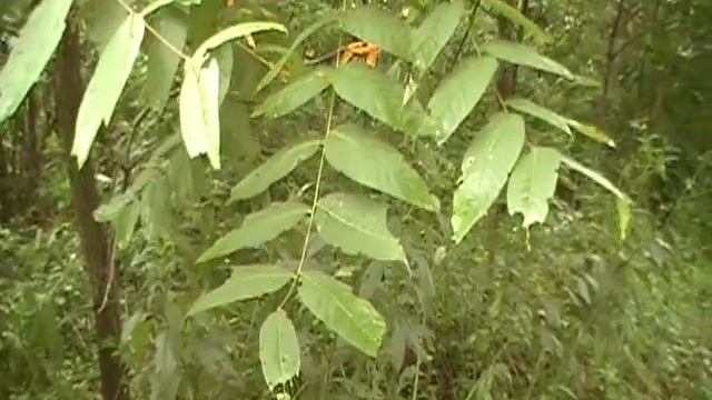 Black Walnut identification (Juglans Nigra) video смотреть онлайн