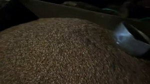 Откорм быков Бука бокиш сирлари