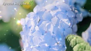 Безумно Красивый Нашид ???