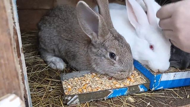 Кукуруза для кроликов!!! Стоит ли ее давать кроликам!? [польза и вред] смотреть онлайн