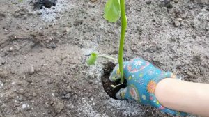 Высадка физалиса в открытый грунт