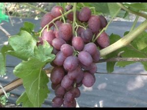 Виноград 2023. Зоренька - отличное начало