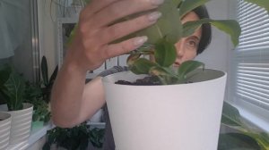 ЯПОНСКИЙ БАНАН И ФИКУС ЛИРАТА ЧЕРЕЗ МЕСЯЦ ПОСЛЕ ПЕРЕСАДКИ.