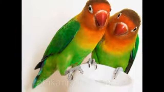 Топ 5 самых популярных пород попугаев смотреть онлайн