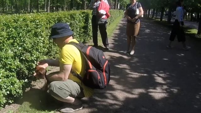 Peterhof. Фонтаны Петергофа и белки.