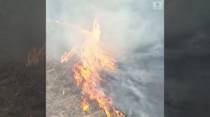 Огненное торнадо в Австралии попало на видео