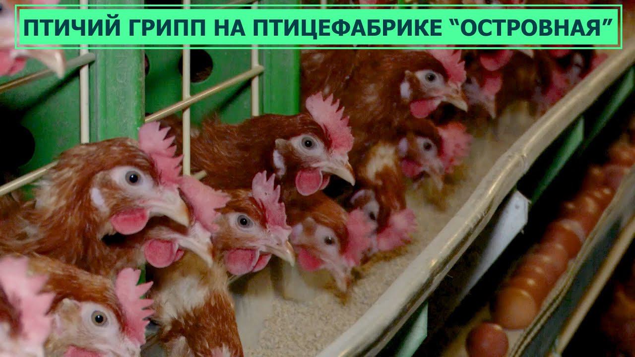 Птичий грипп на птицефабрике "Островная". Что будет с яйцами и курицей на Сахалине?