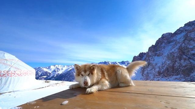 Jerusalema Dance Challenge by Comlux Kazakhstan смотреть онлайн