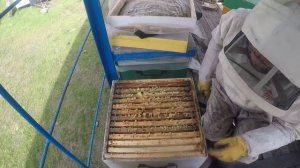 Породы пчел какую породу выбрать У соседа всегда лучше Сила семей украинской степной в зиму