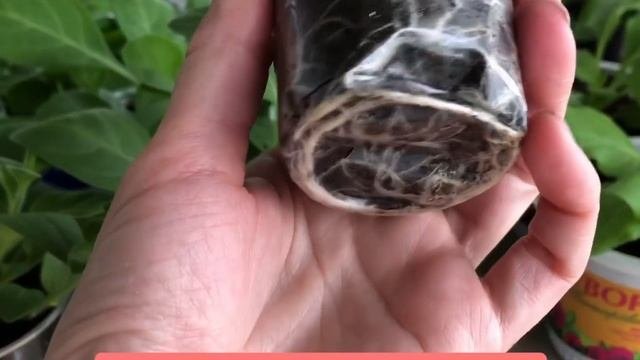 Как вырастить роскошные петунии?! Где дёшево купить лучшие семена???