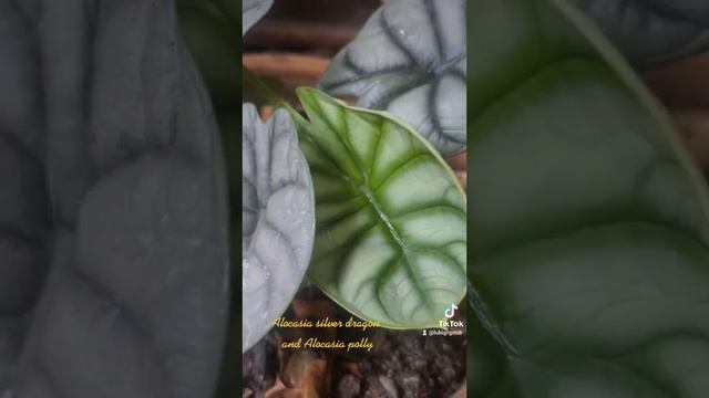 Alocasia Silver Dragon and Alocasia Polly