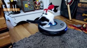 Котенок пират