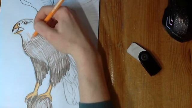 Пошаговое рисование для всей семьи. Беркут смотреть онлайн