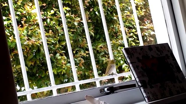 what is the odd that a bird is attack my window смотреть онлайн