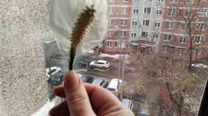 Спатифиллум Джемини