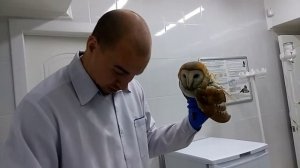 Сова Сипуха. Как мы ее кормим.Остеосинтез крыла птицы ?