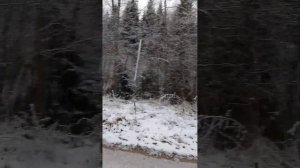 Мотоблок Чемпион 1193 бензин.Дрова безплатно!!