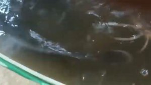 УЗВ для выращивания африканского сома  1 год работы. Заказ на Uzv-ferm.ru