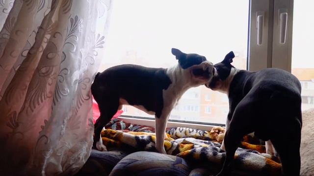 Бадди  Ричи. Бостон терьеры. Минск. 17. 04. 2020. Видео-Дубровский