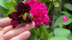 ГЕОРГИНЫ из СЕМЯН! Мои Сеянцы! My Dahlia Seedlings. London