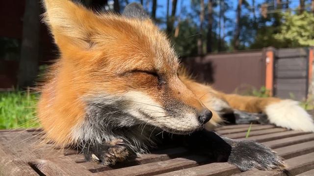 Алиса - лиса. Не упустить сентябрьское солнце смотреть онлайн