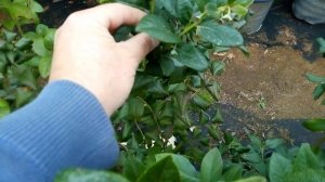 Голубика и жимолость. Осеннее плодоношение.