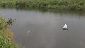 В поисках новых мест на сома. Рыбалка на реке Свислочь. Постановка удилищ. Хранение выползка.