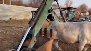 Племенные быки