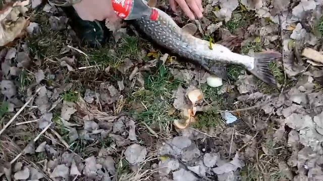 ШОК! донная снасть,убийца щуки! ловля щуки ранней весной на донную снасть. смотреть онлайн