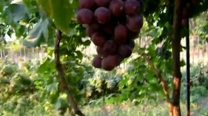 виноград Рыночный(Ред Глоб)