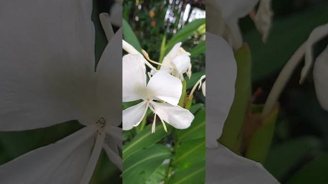 Fragrant edible Ginger Lillies