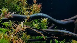 Растительный аквариум в стиле джунгли. Jungle style aquarium.