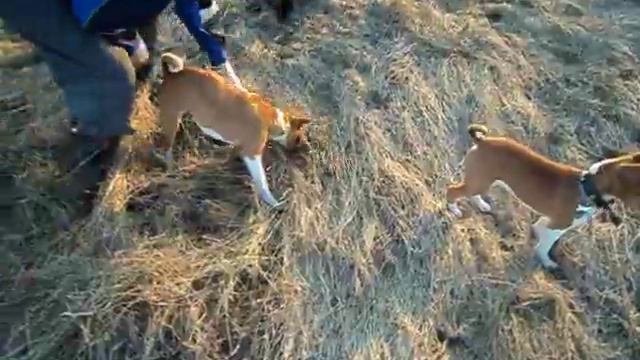 басенджи ищет мышку_basenji