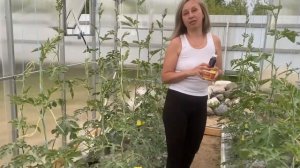 Подкормки арбузов в теплице