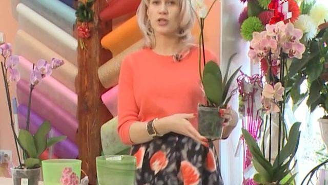 Цветочные истории. Как ухаживать за орхидеей дома смотреть онлайн